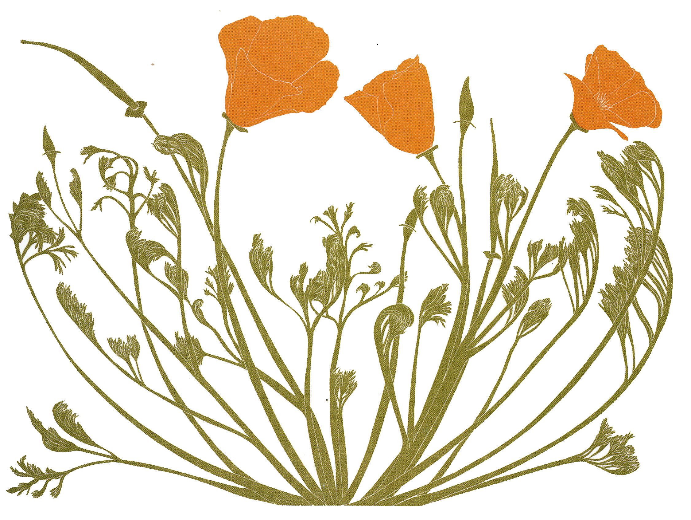 A detailed illustration of a plant, featuring three prominent orange flowers with intricate green stems and leaves