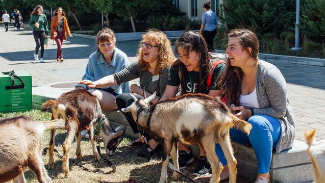 Read the story: Celebrating the Patron Saint of Animals: A Tribute to USF Pets