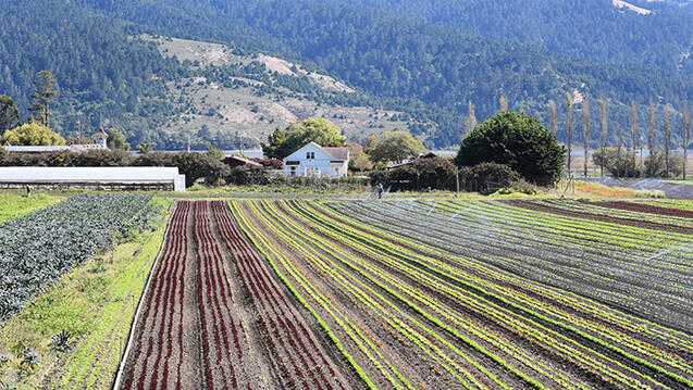 crop rows at star route farms