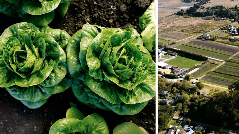 star route farms aerial shot and plant closeup