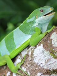 Fiji iguana